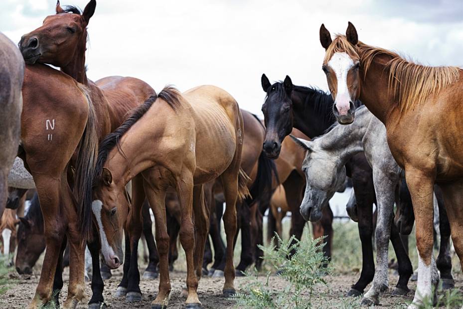 Случка лошадей: виды, подготовка, сроки. разведение и размножение лошадей