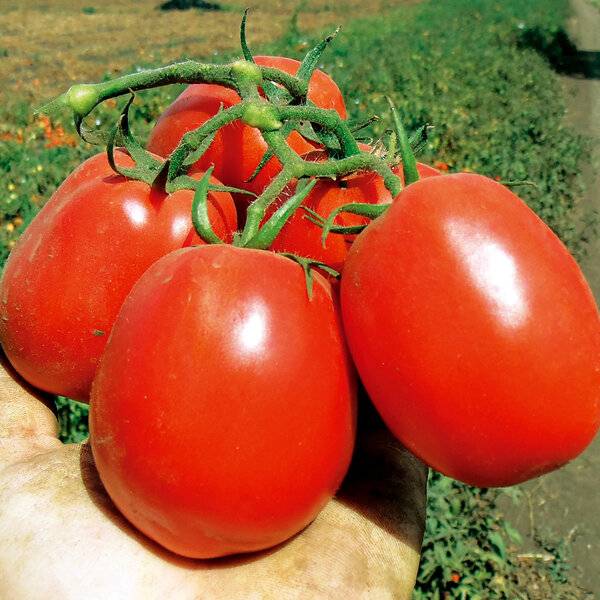 Ранние томаты — как получить урожай в начале лета: сроки посадки и правила выращивания