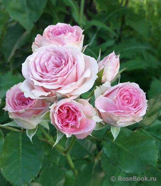 Мими эден роза - описание сорта, правила выращивания, советы и отзывы