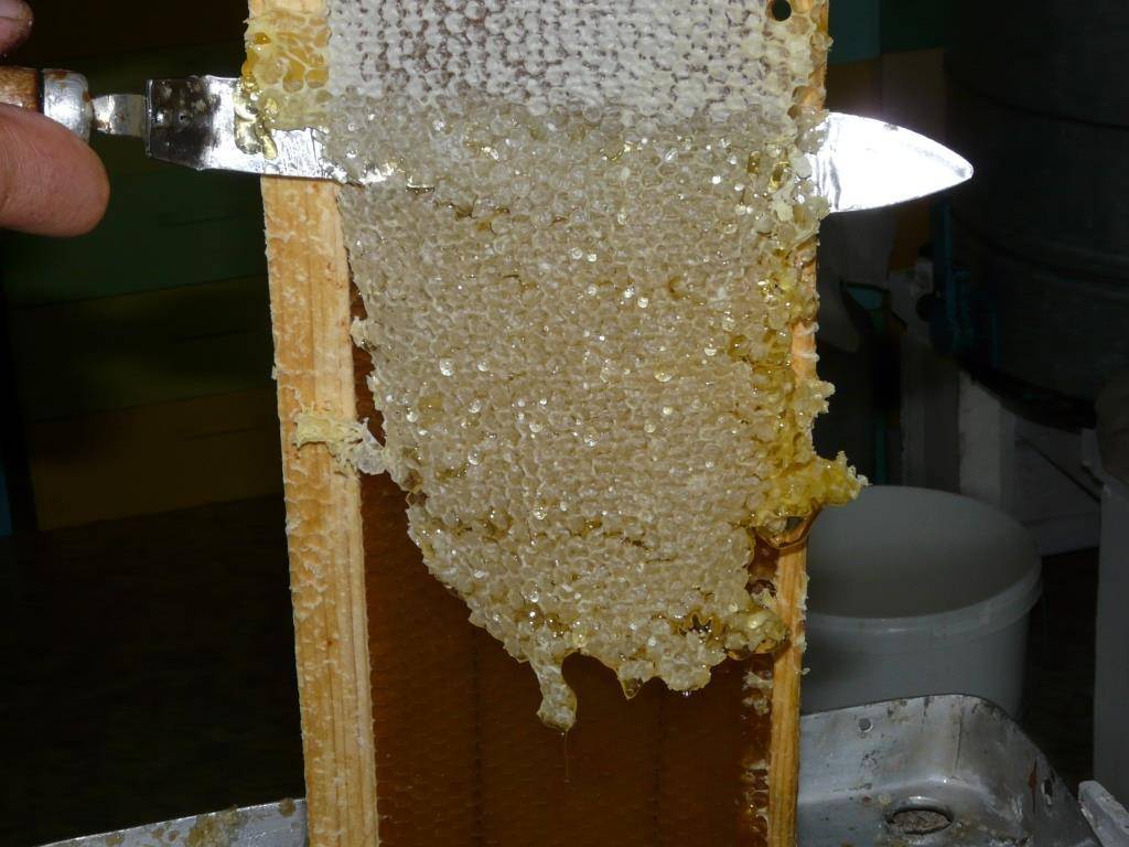 Можно ли глотать пчелиные соты вместе с воском