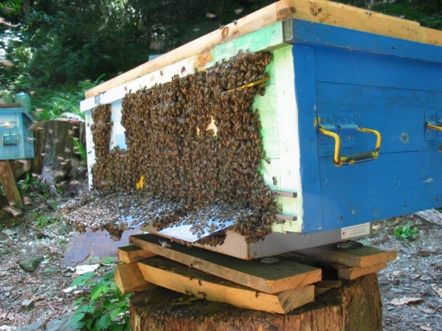 Пчелы в лежаках: особенности содержания и работы с такими конструкциями |