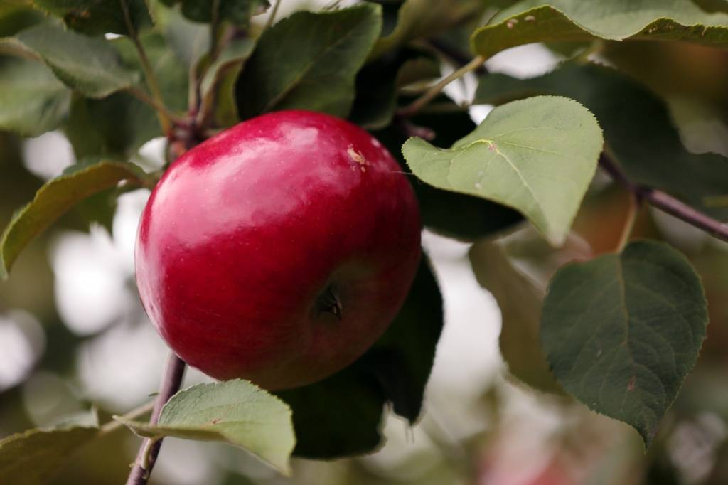 Крупноплодная яблоня персиянка