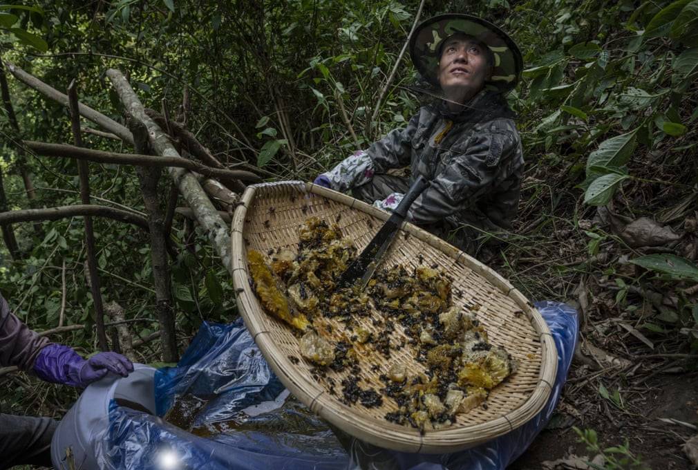 Лесной мед: полезные свойства и противопоказания, как качают лесной мед