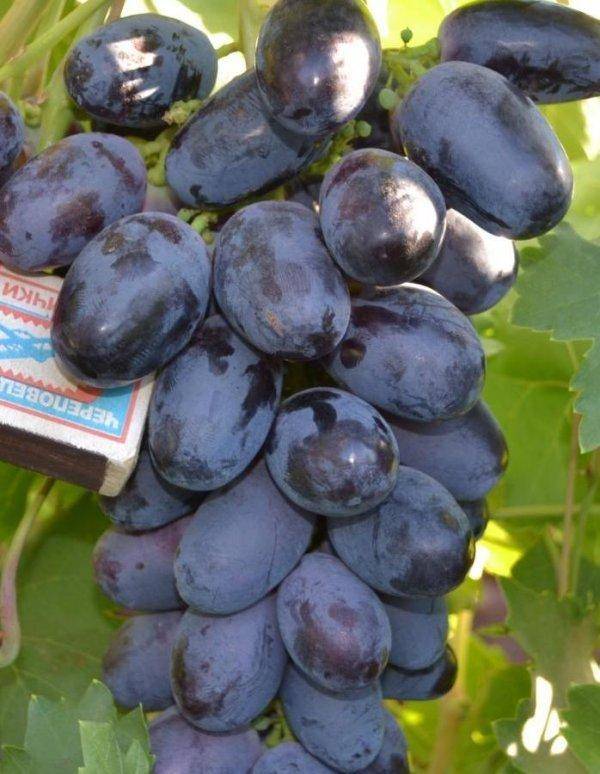 Виноград велика: описание сорта, особенности выращивания