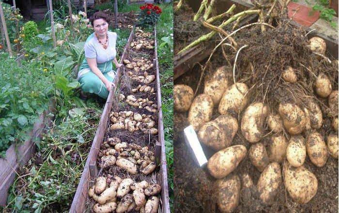Высокая урожайность без особого труда: как вырастить картошку, не перекапывая землю при посадке?