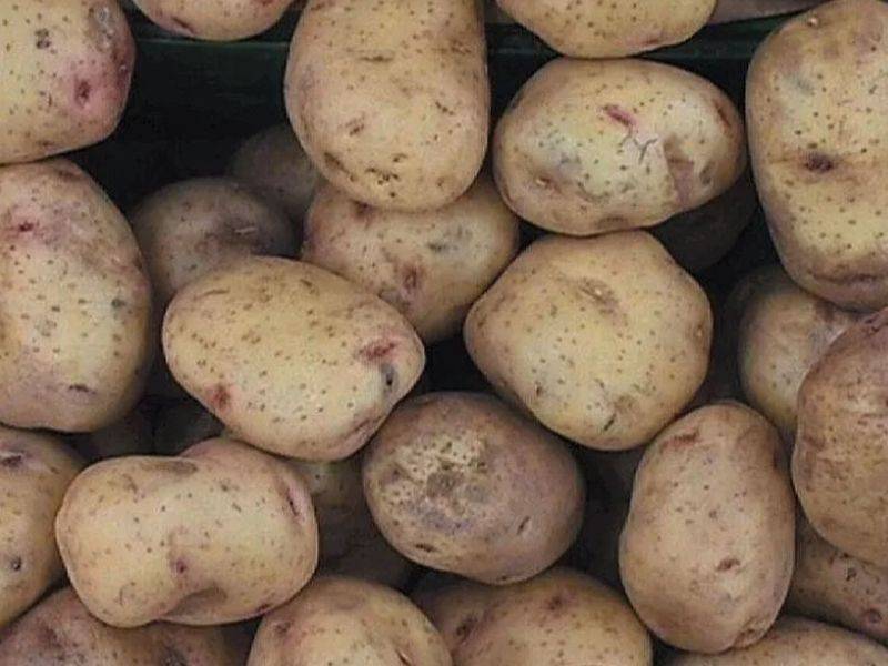 Сорт раннего картофеля «сорокодневка»: характеристика, описание, урожайность, отзывы и фото – webselo