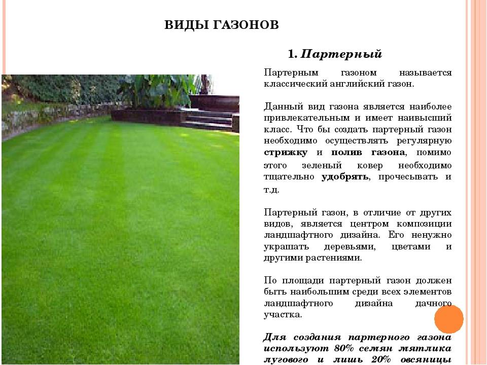 Партерный газон – устройство элитного газона своими руками – состав, смеси, травы, как посадить, как ухаживать + фото
