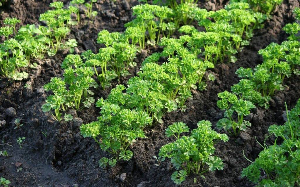 Выращивание салата. как и когда сажать салат? уход за салатом