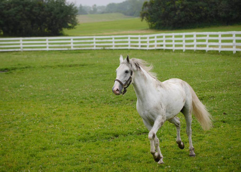 ✅ о липицианской лошади: описание породы и характеристики лошадей, уход за породой