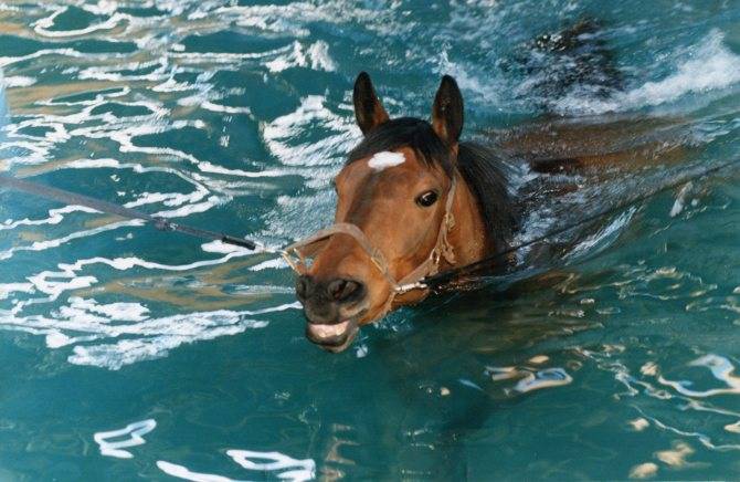 Умеют ли лошади плавать? как научить лошадь плавать? - все о наших питомцах - медиаплатформа миртесен