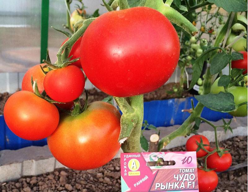 Описание сорта томата чудо рынка, особенности выращивания и ухода