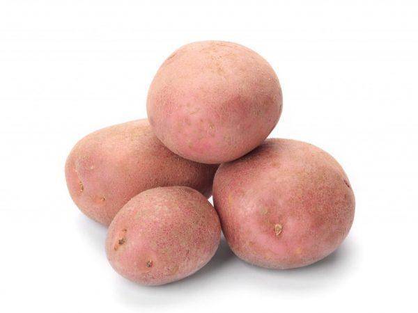 Картофель беллароза: описание сорта, отзывы, характеристика