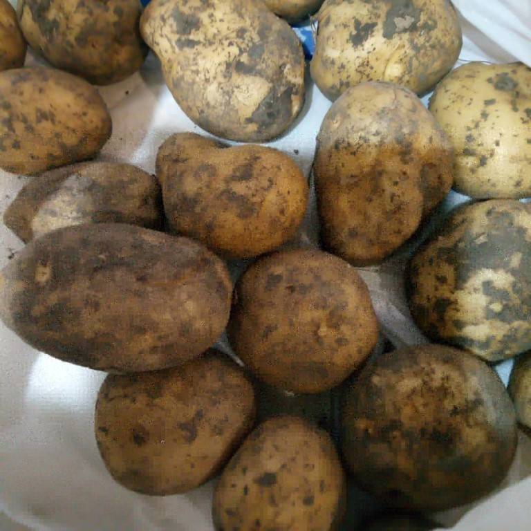 Картофель никулинский: отзывы, описание сорта