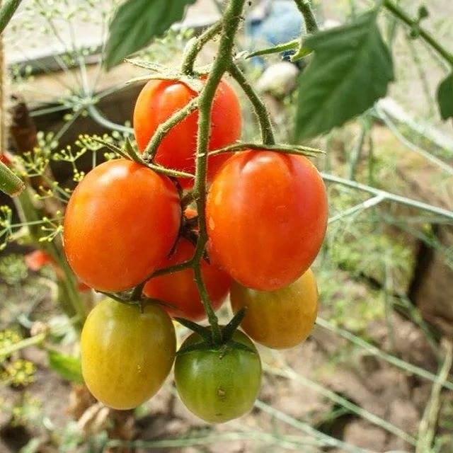 Сорт томатов самара: описание, фото, характеристика, особенности выращивания