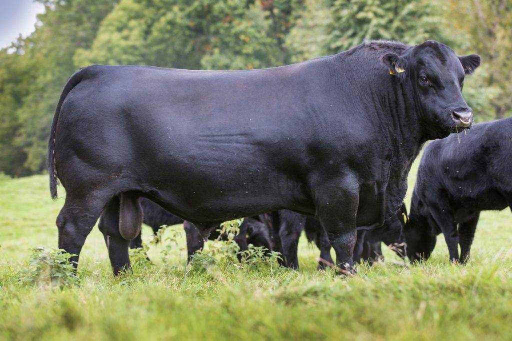 Абердин-ангусская порода коров: описание, достоинства и недостатки