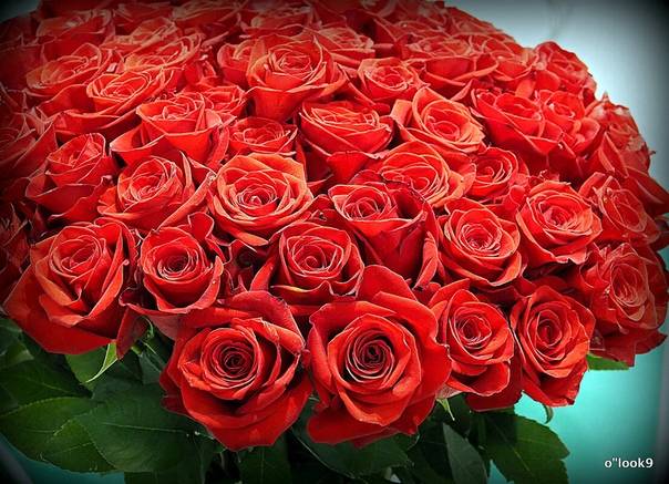 Об алых розах: описание и характеристики лучших сортов ярко красных роз