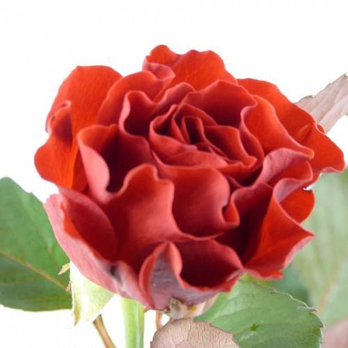 Очаровательная роза эль торо на дачном участке: тонкости посадки и ухода