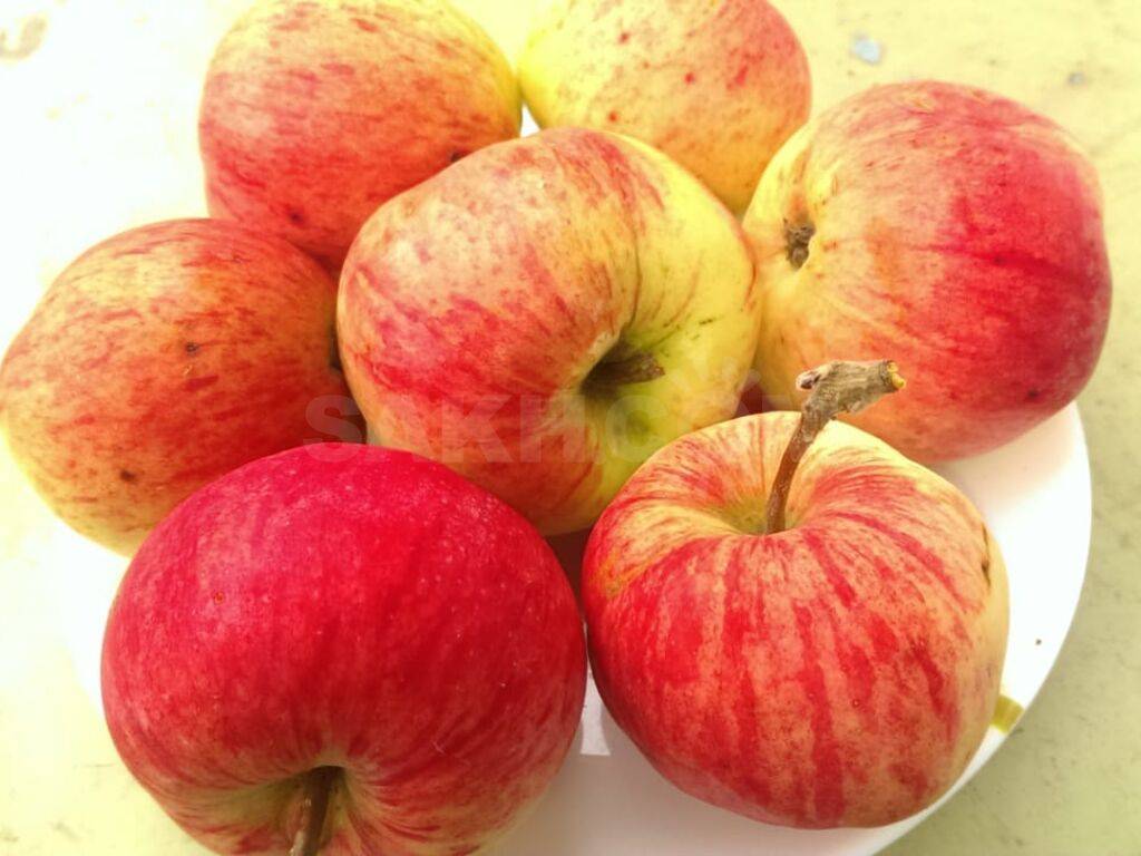 О Пепине шафранном: описание и характеристики, выращивание сортовой яблони