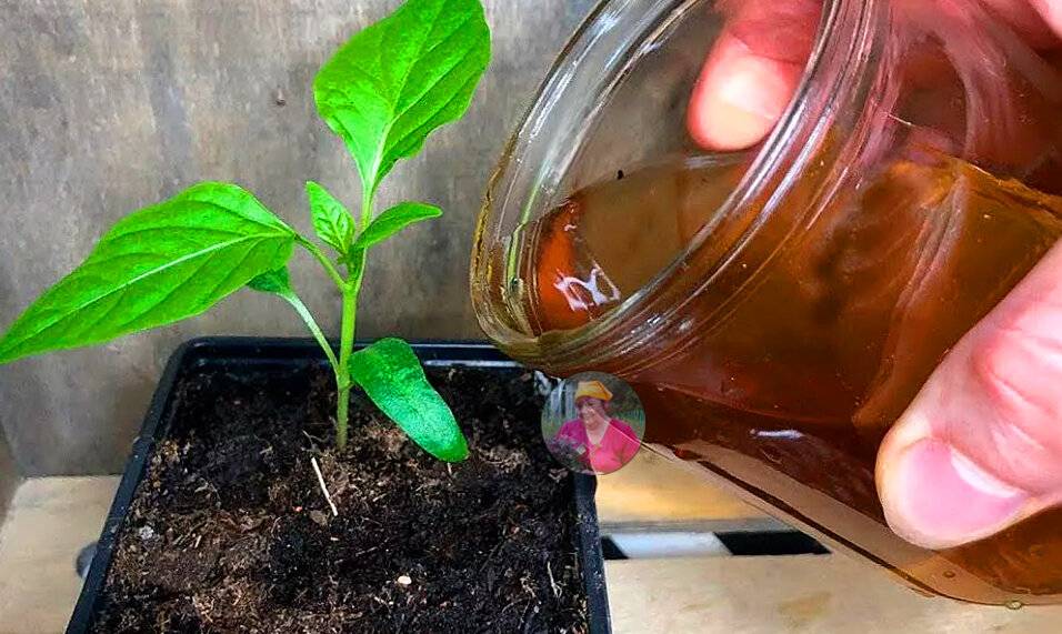Чем подкормить рассаду перца и помидор в домашних условиях для роста после пикировки — чем и когда подкормить рассаду перцев томатов