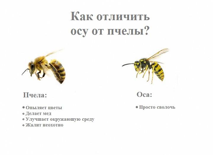 Чем отличаются оса, пчела, шмель, шершень