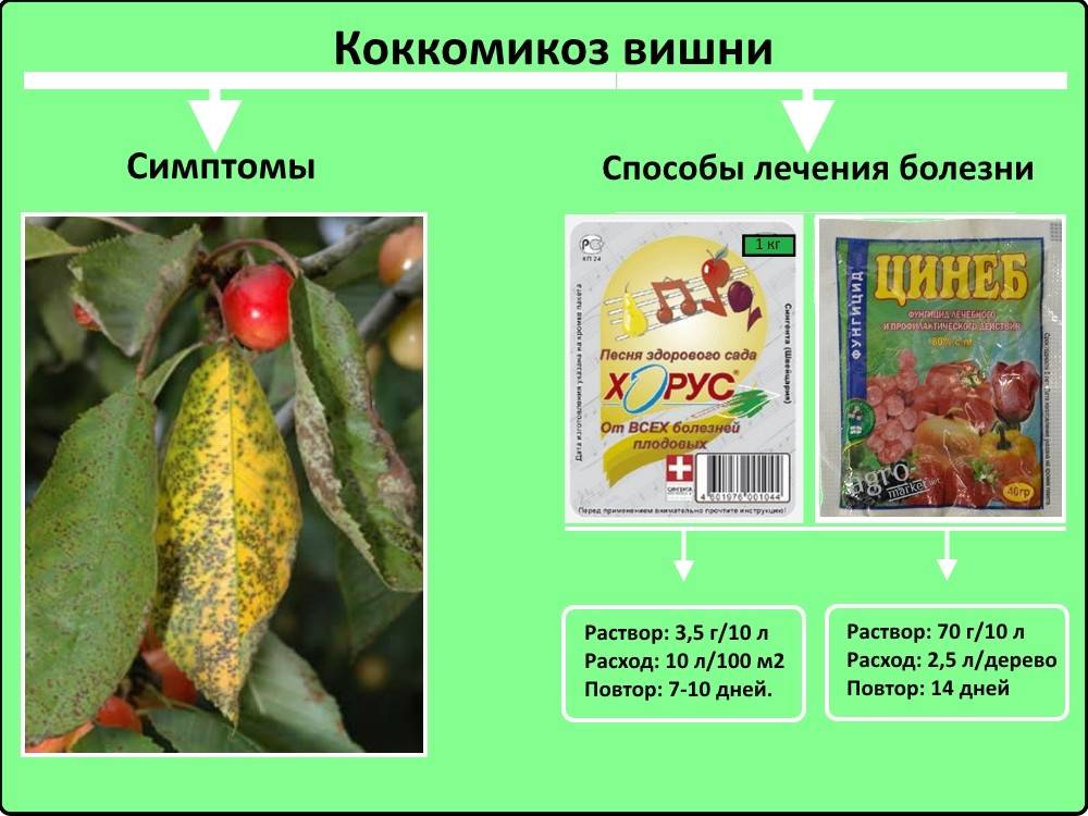 Коккомикоз | справочник пестициды.ru