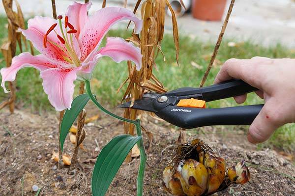 Когда и как пересадить лилии после цветения на другое место: пошаговая инструкция с видео