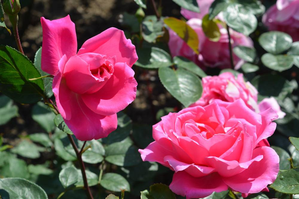 Роза грандифлора: описание, уход, популярные сорта с фото