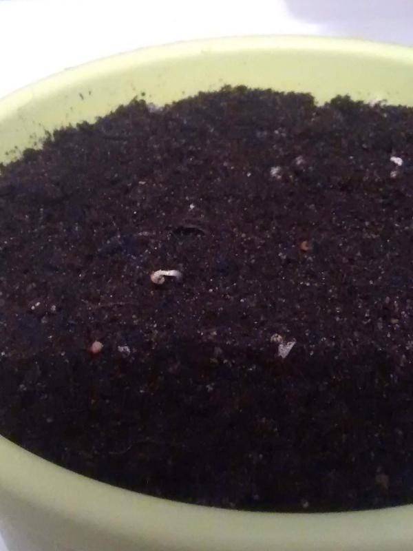 О выращивании фуксии из семян: как посадить и вырастить растение дома