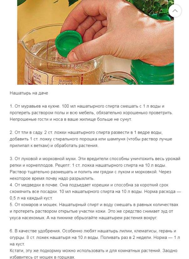 Обработка помидор марганцовкой от фитофторы: сроки, правила, рецепты
