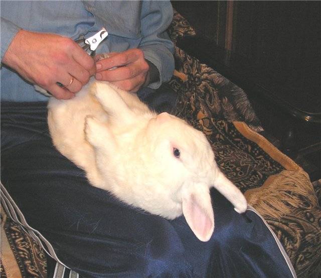 Как подстричь когти декоративному кролику в домашних условиях
