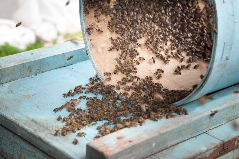 Роение пчел: причины, как и когда просходит, методы борьбы