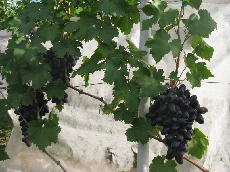 Сорт винограда велика: что нужно знать о нем, описание сорта, отзывы