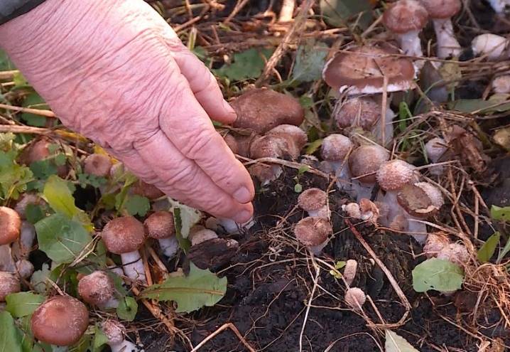 Выращивание грибов на даче и в огороде (мини-инструктаж)
выращивание грибов на даче и в огороде (мини-инструктаж)