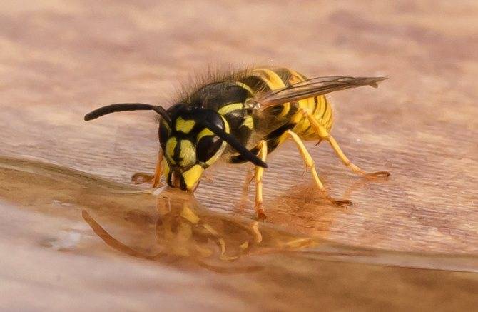 Пчела и оса сходство и различие