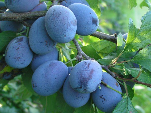 О сливе синий дар: описание сорта, агротехника выращивания, особенности ухода