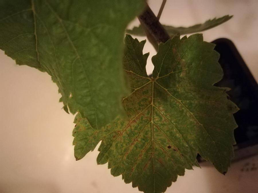 Виноград сохнут края листьев. Болезни винограда скручиваются листья. Виноградные листья скручиваются вверх. Болезни винограда листья сохнут. Край листа винограда.