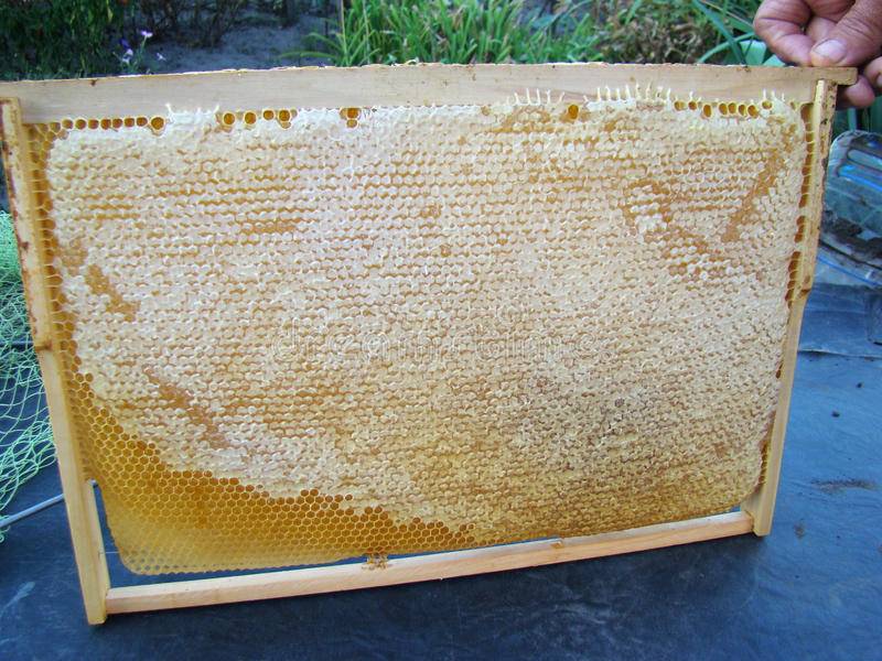 О плотности меда: таблица, удельный вес пчелиного продукта, сколько кг в банке