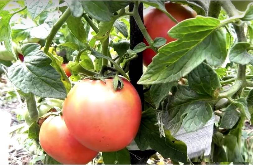 Лучшие и самые урожайные сорта помидоров для теплиц из поликарбоната