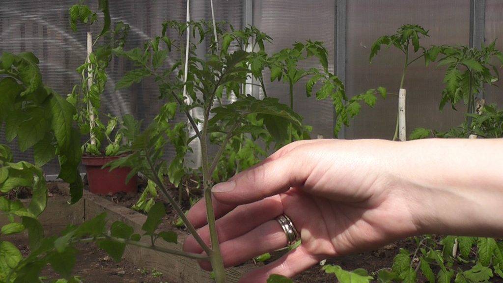 Как правильно прищипывать помидоры чтобы не росли вверх