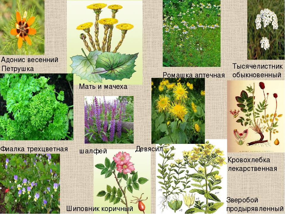 Целебные растения россии фото и описание