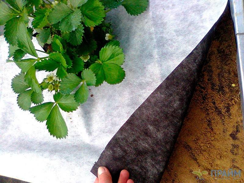 Как сажать клубнику под укрывной материал и как использовать против сорняков