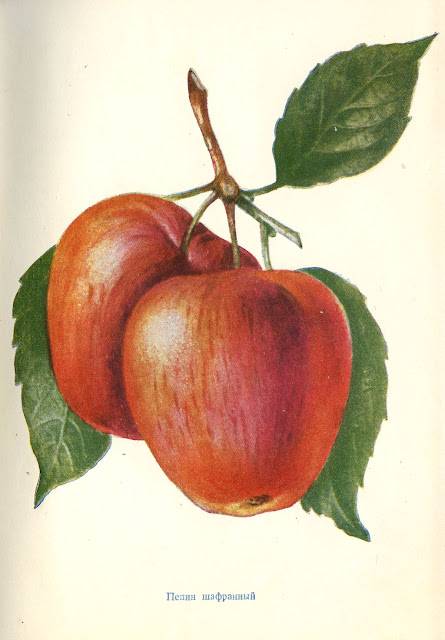 Яблоня пепин шафранный – золотой экземпляр вашей садовой коллекции