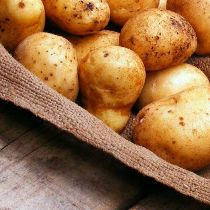 Картофель "елизавета": описание сорта, характеристики, фото, особенности ухода русский фермер