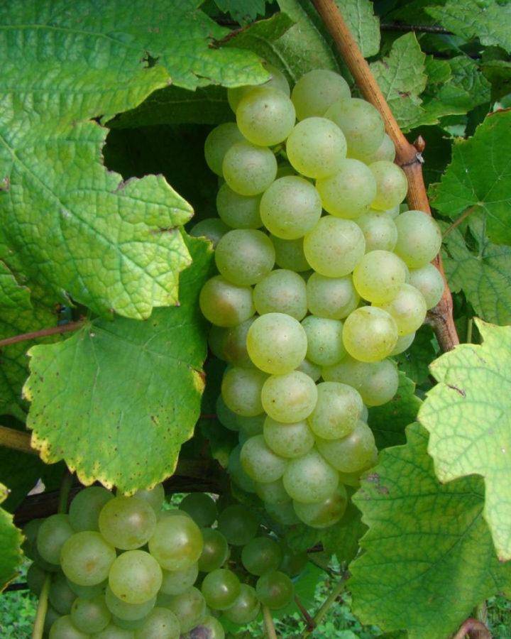 Виноград шардоне: описание и использование в изготовлении вина