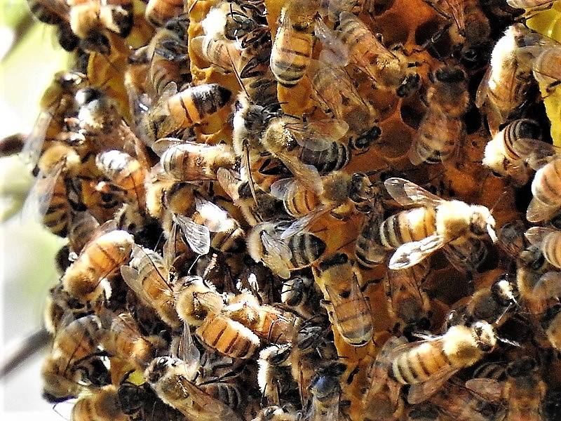 Бортевой мед - полезные свойства меда диких пчел