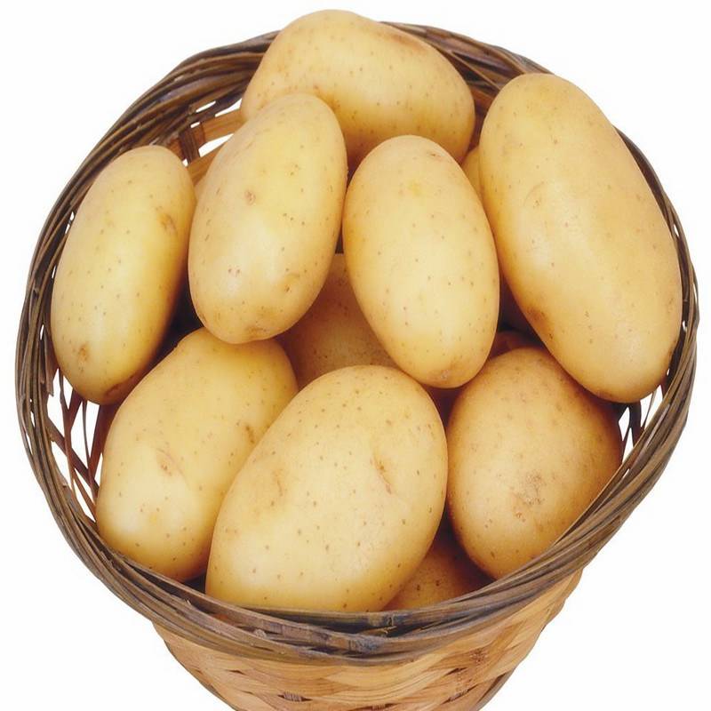 Высокоурожайный культивар с массивными клубнями — картофель фрителла: описание сорта и отзывы