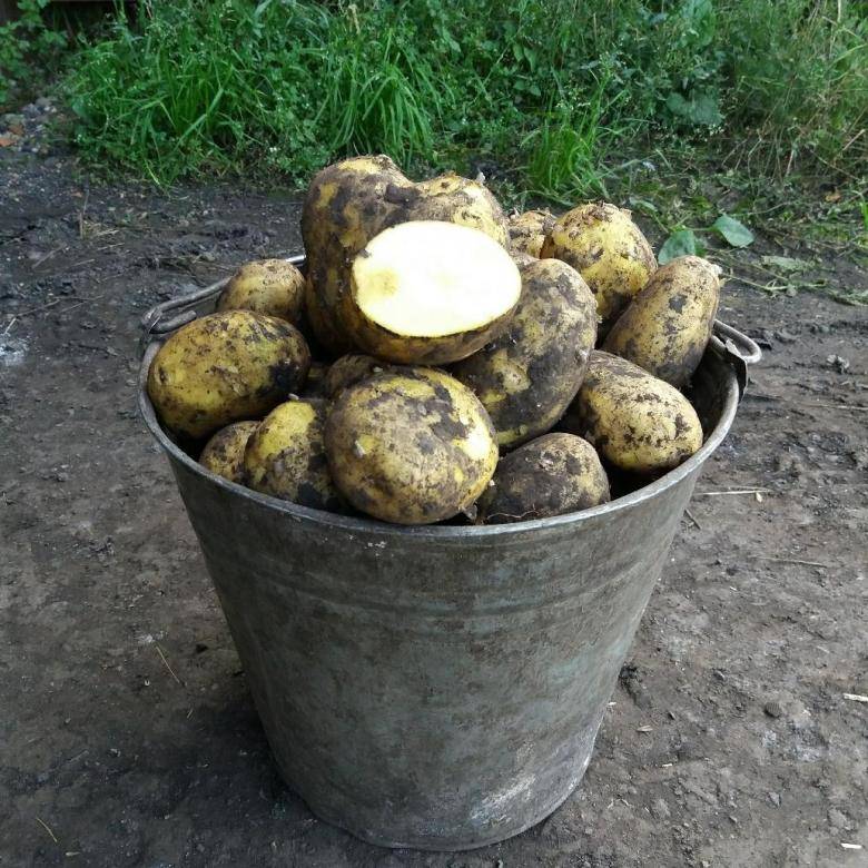 Описание сорта картофеля наташа, правила посадки и ухода