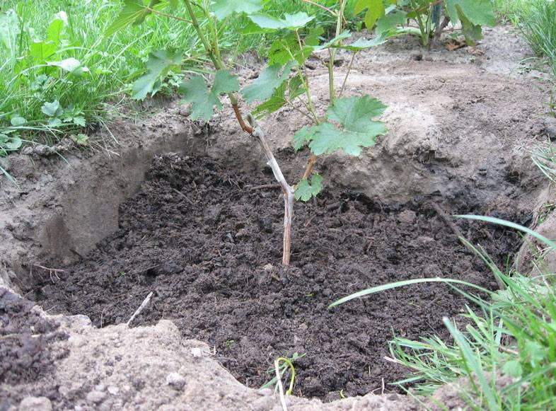 Посадка винограда: как правильно посадить, на каком расстоянии сажать черенками (схема)