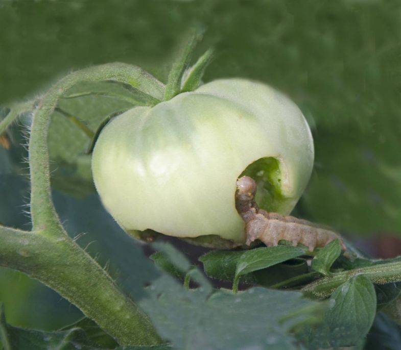 Распространенные болезни помидоров в теплице и борьба с ними (с фотографиями)
