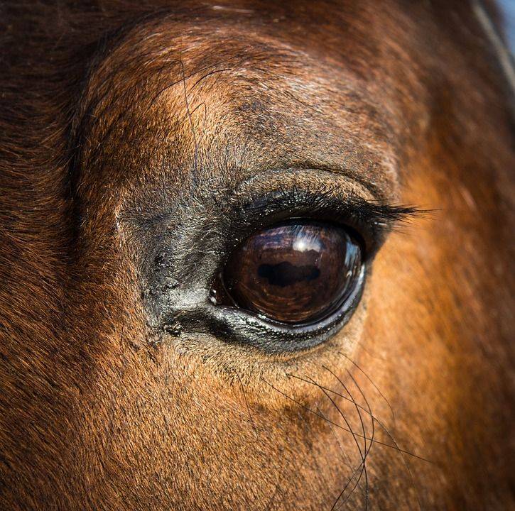 Глаза лошади (голубые, красные, сорочий глаз): накладки, зачем закрывают шорами, строение, особенности зрения, заболевания